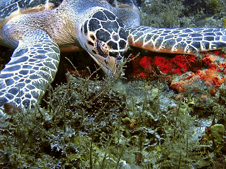Cozumel turtle